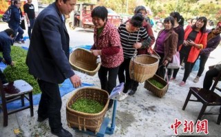 哪里收购茶辣子（哪里收购茶辣子最多）