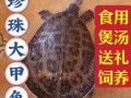 甲鱼哪里产地最好,甲鱼哪里的好吃