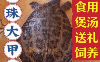 甲鱼哪里产地最好,甲鱼哪里的好吃