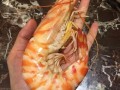 深圳哪里的虾好吃（深圳有什么虾）