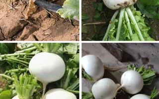 湖北基地白萝卜品种,湖北萝卜哪里有卖的