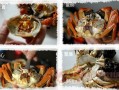 公螃蟹哪里能吃（公螃蟹什么地方不能吃）