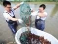 哪里抓小龙虾比较好,哪个地方有龙虾