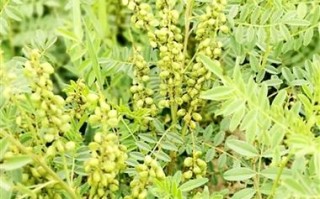 哪里有甘草盐卖