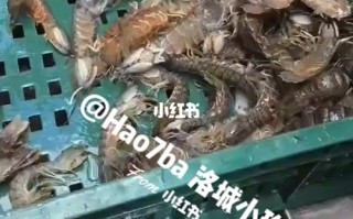 上海哪里卖皮皮虾（上海哪个海鲜市场有卖皮皮虾）