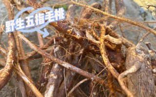 五指毛桃哪里好（五指毛桃哪里产的最好最正宗）