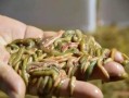 禾虫哪里有吃（禾虫是谁发现可以吃的）