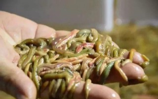禾虫哪里有吃（禾虫是谁发现可以吃的）