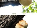 猴头菇哪里产的最多最好,哪里的猴头菇最好最正宗