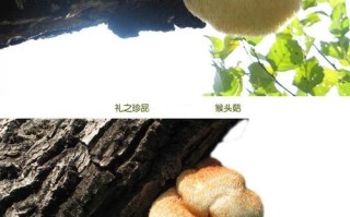 猴头菇哪里产的最多最好,哪里的猴头菇最好最正宗