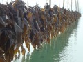 海带生活在哪里（海带的生活周期有多长）