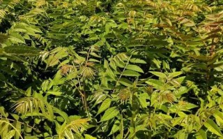 香椿叶哪里有卖的（香椿苗哪里有卖的）