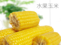 水果玉米哪里产的好吃（水果玉米哪里产的好吃又甜）
