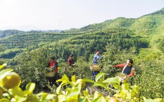 重庆哪里有油茶卖（秀山哪里有茶油买）
