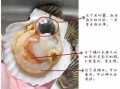图解扇贝哪里能吃（图解扇贝哪里能吃）
