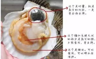 图解扇贝哪里能吃（图解扇贝哪里能吃）