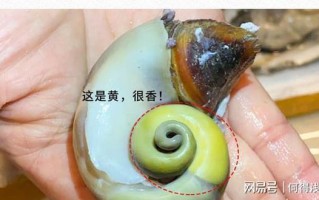 大海螺哪里不能吃图示（大海螺哪里不能吃图示图片）