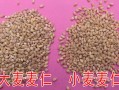 大麦哪里有（哪里可以买到大麦）