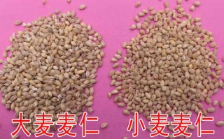 大麦哪里有（哪里可以买到大麦）