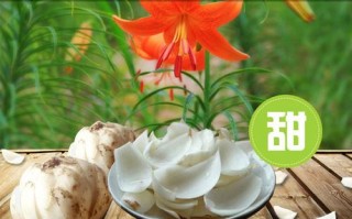 哪里的百合好吃（哪里的百合好吃又甜）