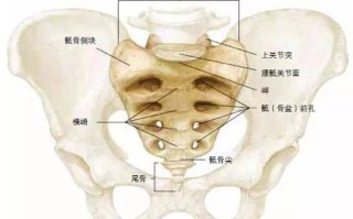 尾骨骨在哪里（尾骨 在哪）