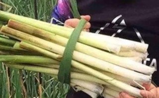 香蒲棒哪个部位可以吃,香蒲要吃哪里的肉
