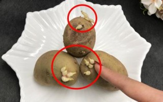 土豆放在哪里不发芽（土豆放在哪里不发芽呢）