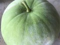 香冬瓜哪里有（香冬瓜和普通冬瓜有什么区别）
