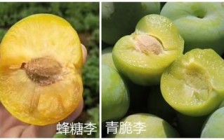 港剪爆汁脱骨鸡怎么样（蜂糖李和桃李区别）