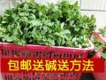 哪里有新鲜的凉粉草卖（哪里有新鲜的凉粉草卖啊）