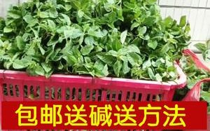 哪里有新鲜的凉粉草卖（哪里有新鲜的凉粉草卖啊）