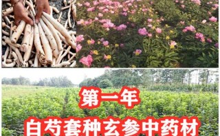 白芍产地排名,白芍是哪里的最好的药