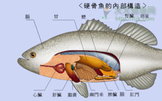 鲈鱼的胆在哪里（鲈鱼的胆在什么部位?）