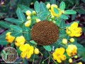 决明子哪里的好（决明子产地哪里品质最好）