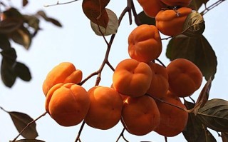 柿子哪里的好（哪里的柿子最甜）