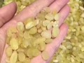 雪莲子生长在哪里（雪莲子生长在哪里呢）