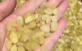 雪莲子生长在哪里（雪莲子生长在哪里呢）
