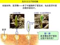 玉米胚芽鞘是哪里,玉米胚芽是哪里生产的