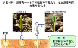 玉米胚芽鞘是哪里,玉米胚芽是哪里生产的