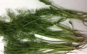 茴香菜哪里有（茴香产于哪里）