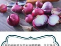 洋葱 哪里 好（喜欢吃洋葱的省份）