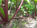 甜菜头哪里有卖（南方可以种植甜菜头吗）