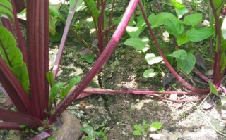 甜菜头哪里有卖（南方可以种植甜菜头吗）