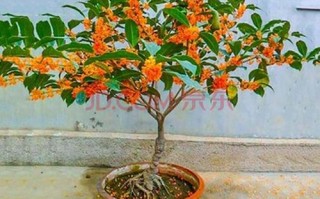 梅花菜哪里买（红梅花的菜来历）