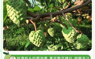 释迦果哪里产地好吃,释迦果哪里产的好吃又便宜