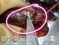 虾的胃囊在哪里（小龙虾头部里面的白色硬物是什么东西）