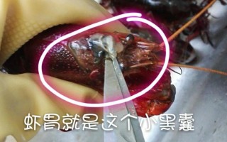 虾的胃囊在哪里（小龙虾头部里面的白色硬物是什么东西）