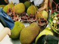 麻烤是哪里（麻朗节是什么）