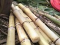 中国哪里甘蔗最甜,广西哪里的甘蔗好吃
