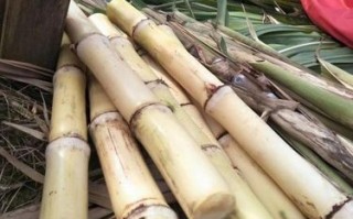 中国哪里甘蔗最甜,广西哪里的甘蔗好吃
